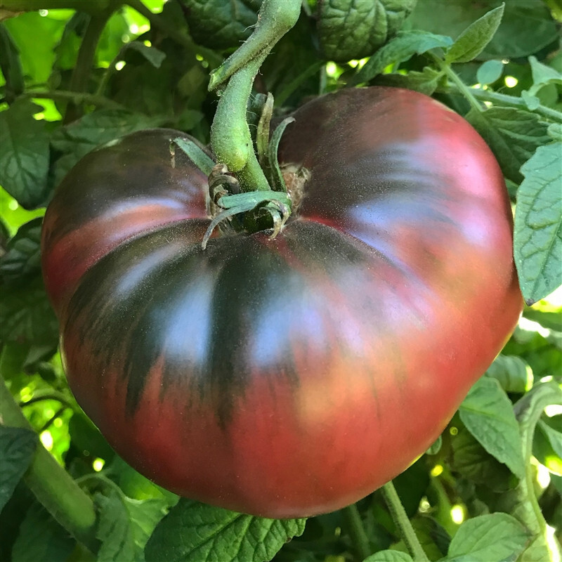 Cherokee Purple Tomato Seeds, Heirloom, NON-GMO, Variety Sizes, FREE SHIPPING gallery