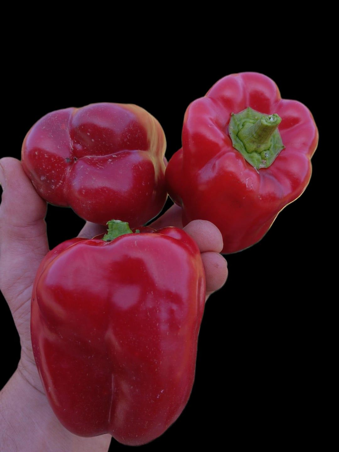 Keystone Giant Pepper Seeds Disease Resistant 15 Seeds. Free Shipping! gallery