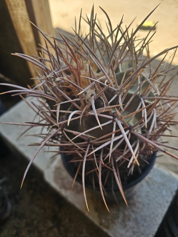 E. Polycephalus, 9" Tall, 6" Wide gallery