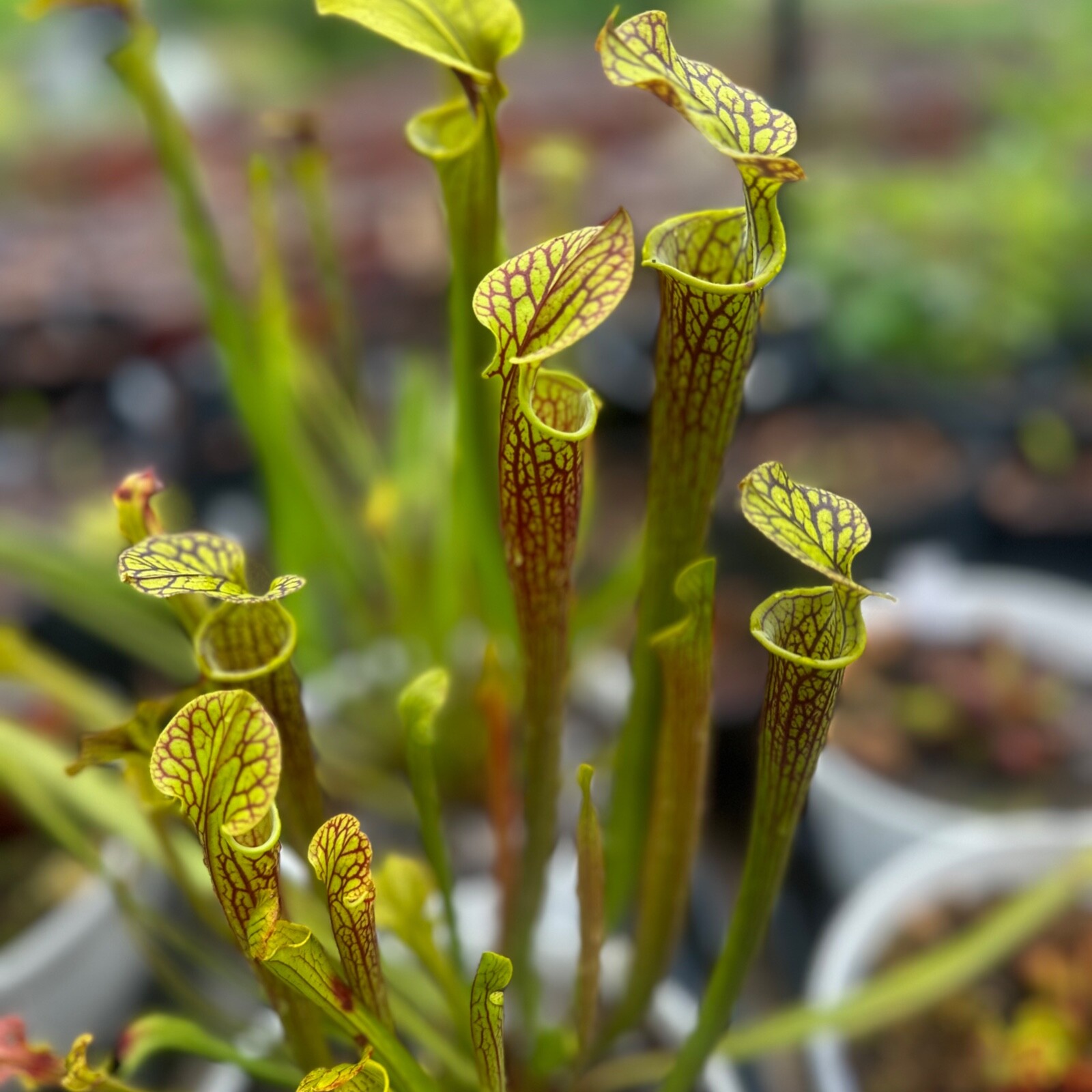 Sarracenia flava var. ornata - Improved Black Veins - Rooted Division - MW gallery