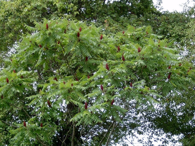 5 Fuzzy Staghorn Sumac 12-24" Bare Root Rhus typhina Tree gallery