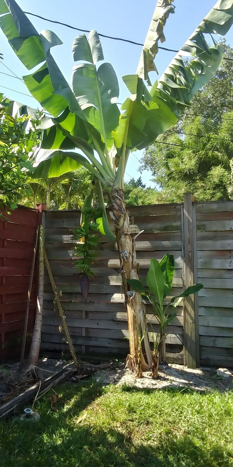 Musa - Dwarf Cavendish - Banana Tree gallery