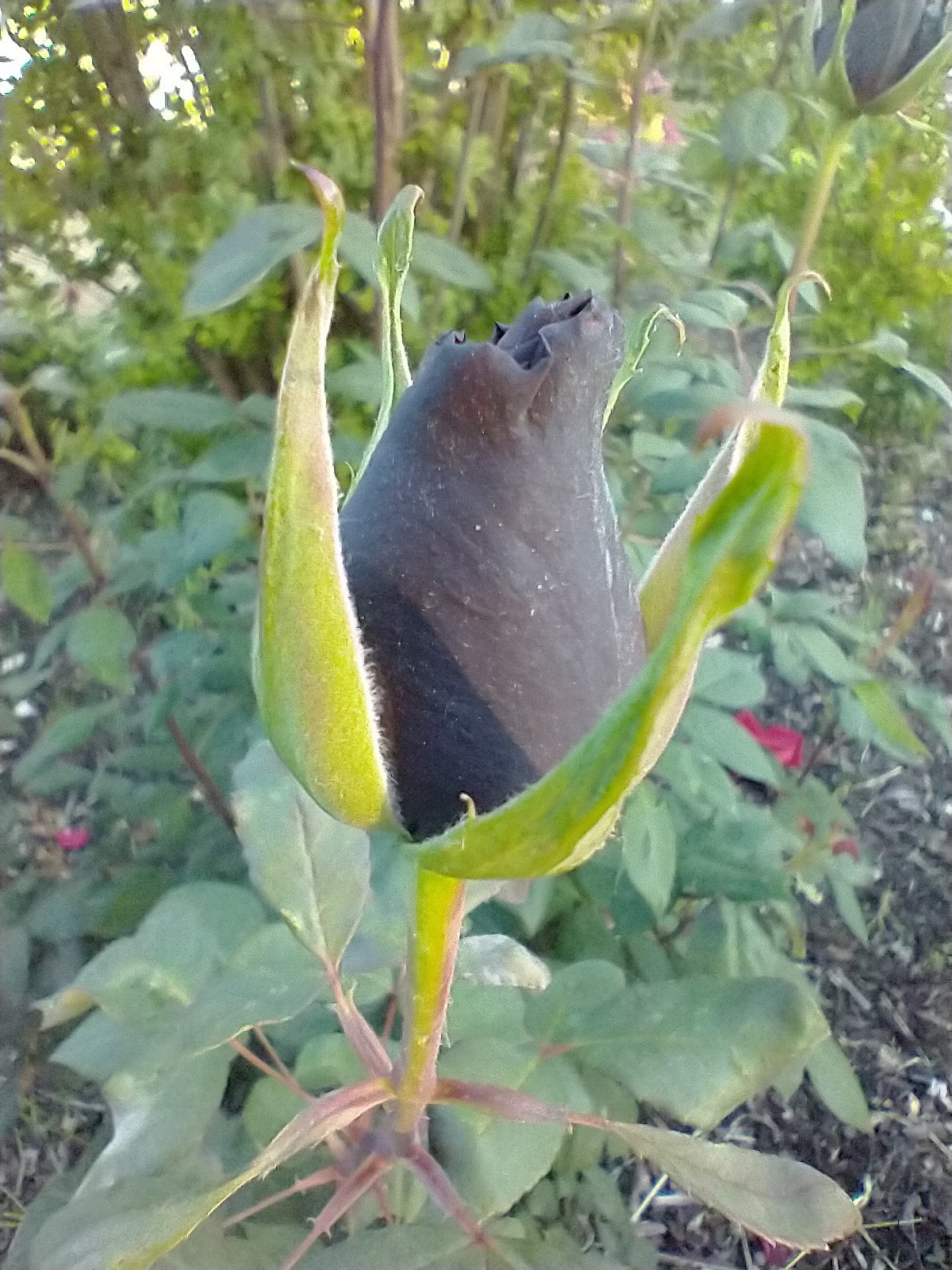 Taboo-Deep Red Hybrid Tea Own-root Live Plant Long Stems 6" Pot Rose Bush gallery