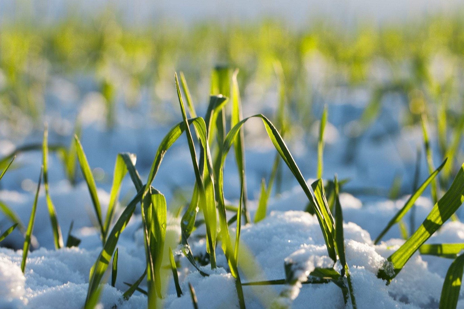 Frosty Forage Food Plot Seed - Rye, Wheat, Triticale, Peas, Oats - 1/8 Acre Bag gallery