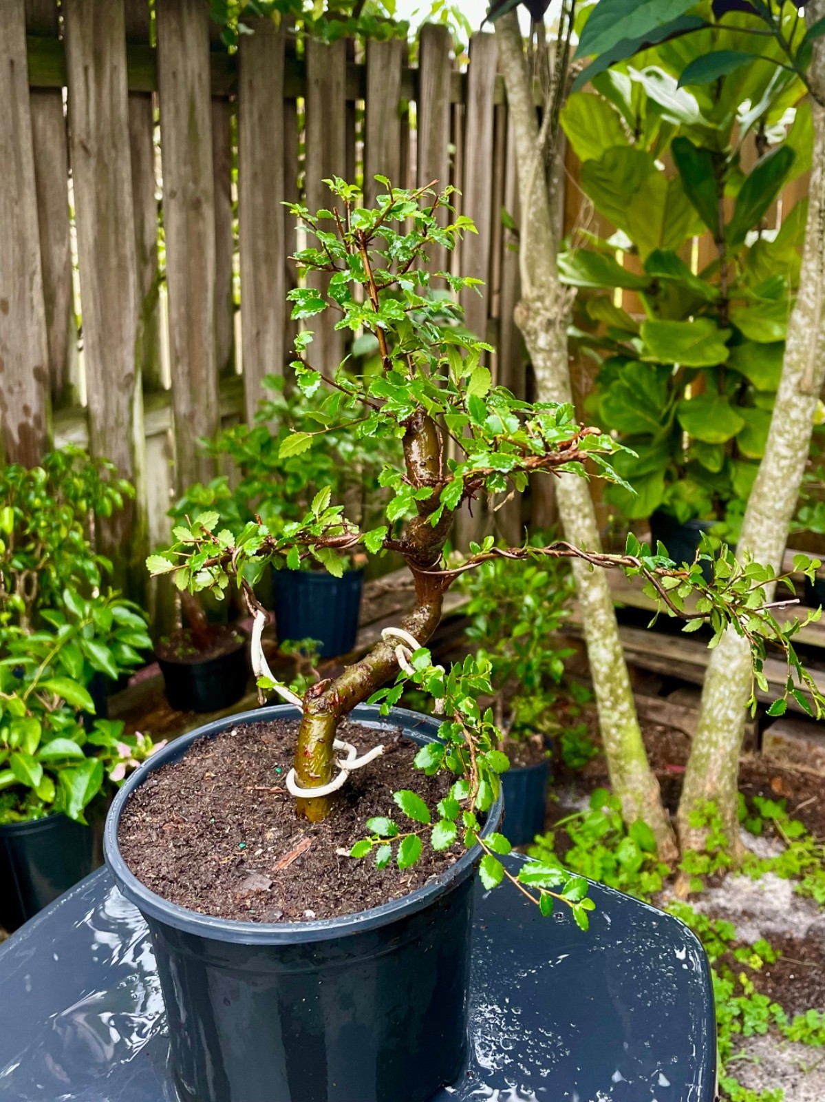 CHINESE ELM Pre-Bonsai /Bonsai S Tree Cold Hardy / Tiny leaves 5 years old gallery