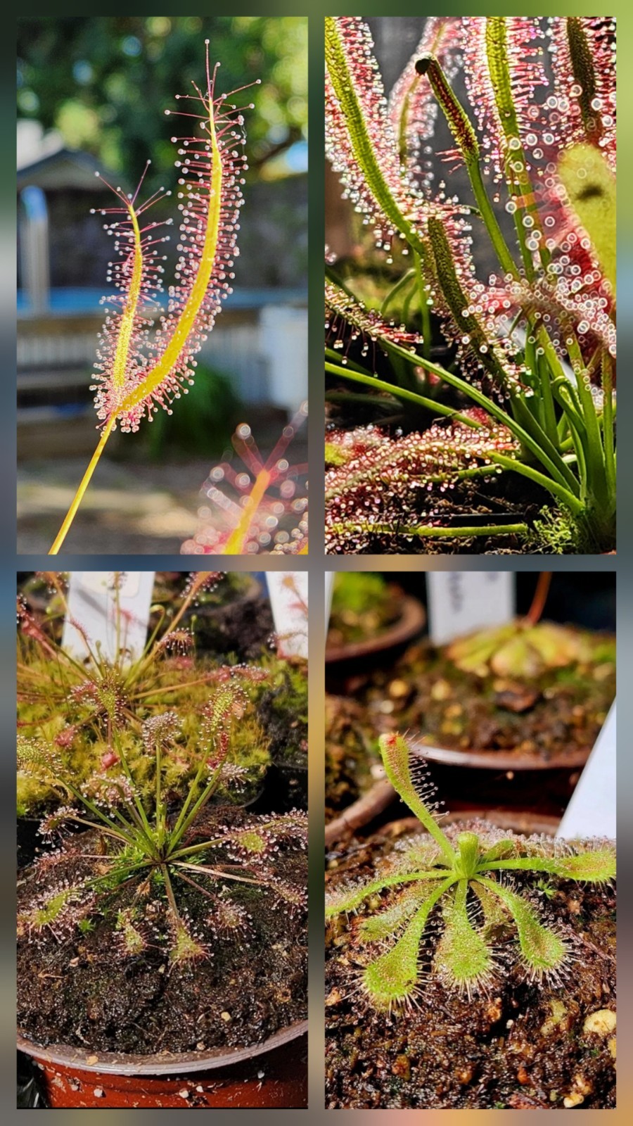 CARNIVOROUS PLANT 4 PACK- LIVE-SBCI (Sundews) gallery