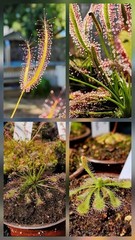 CARNIVOROUS PLANT 4 PACK- LIVE-SBCI (Sundews)