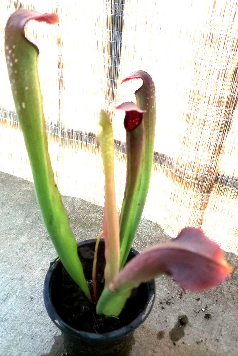 Sarracenia 'Rehderi' Carnivorous Pitcher Bog Plant gallery