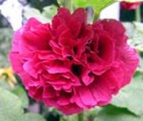 25 SCARLET DOUBLE RED HOLLYHOCK Alcea Rosea Flower Seeds Perennial *Comb S/H gallery