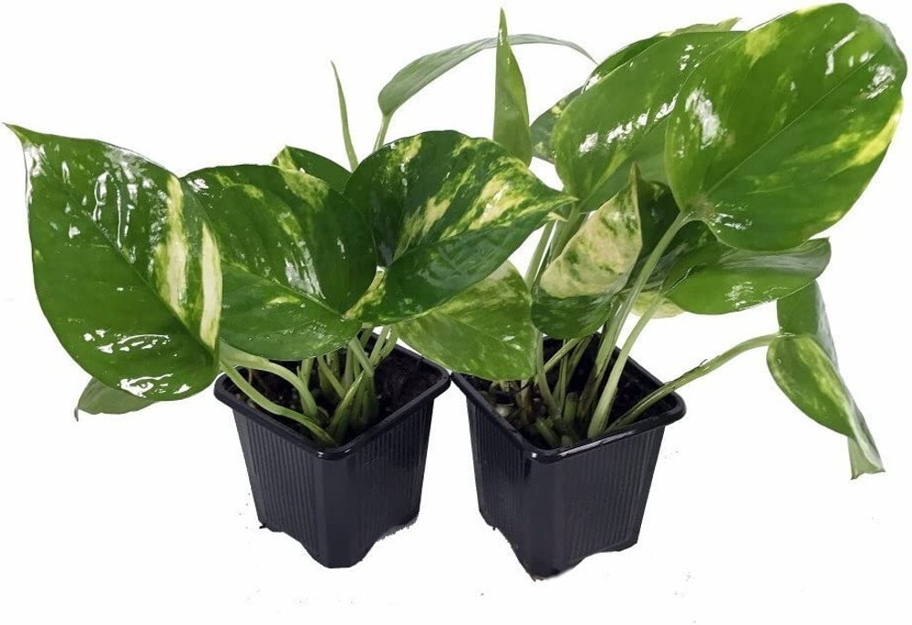 Pothos Devil Golden Epipremnum Ivy Very Easy To Grow Indoor Live 2 Plants 3" Pot gallery