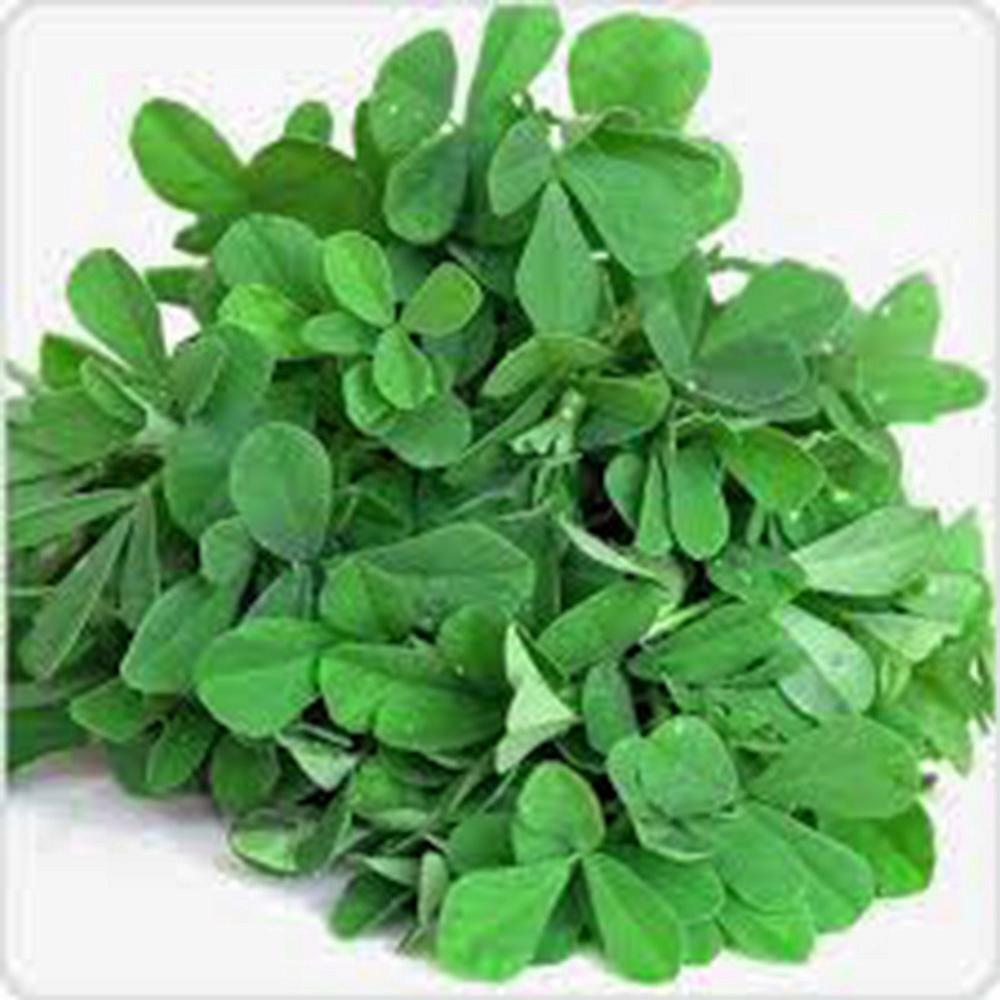 FENUGREEK, HERB SEED, HEIRLOOM, 100 SEEDS, NON GMO, SPICE, HERB GARDEN gallery
