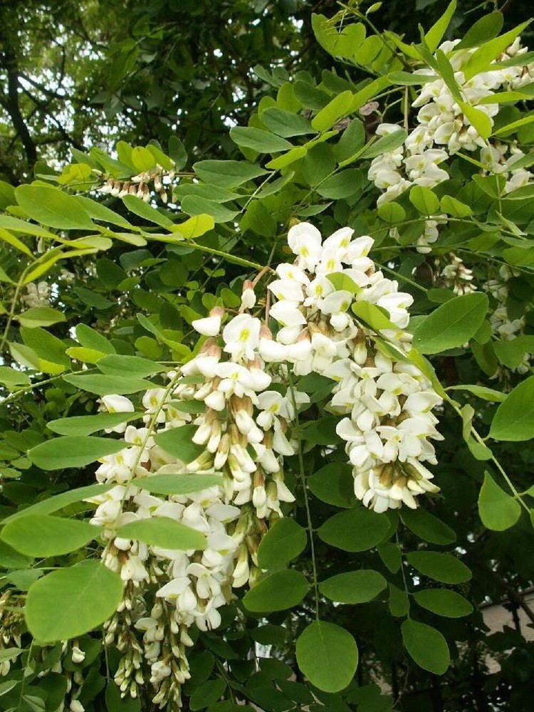 25 Flowering BLACK LOCUST TREE Yellow False Acacia Robinia Psuedoacacia Seeds