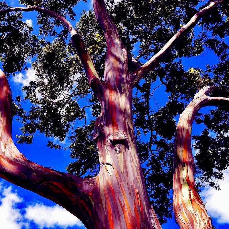 50 Rainbow Eucalyptus deglupta Tree Seeds Fast Tropical Indonesian Mindanao Gum gallery