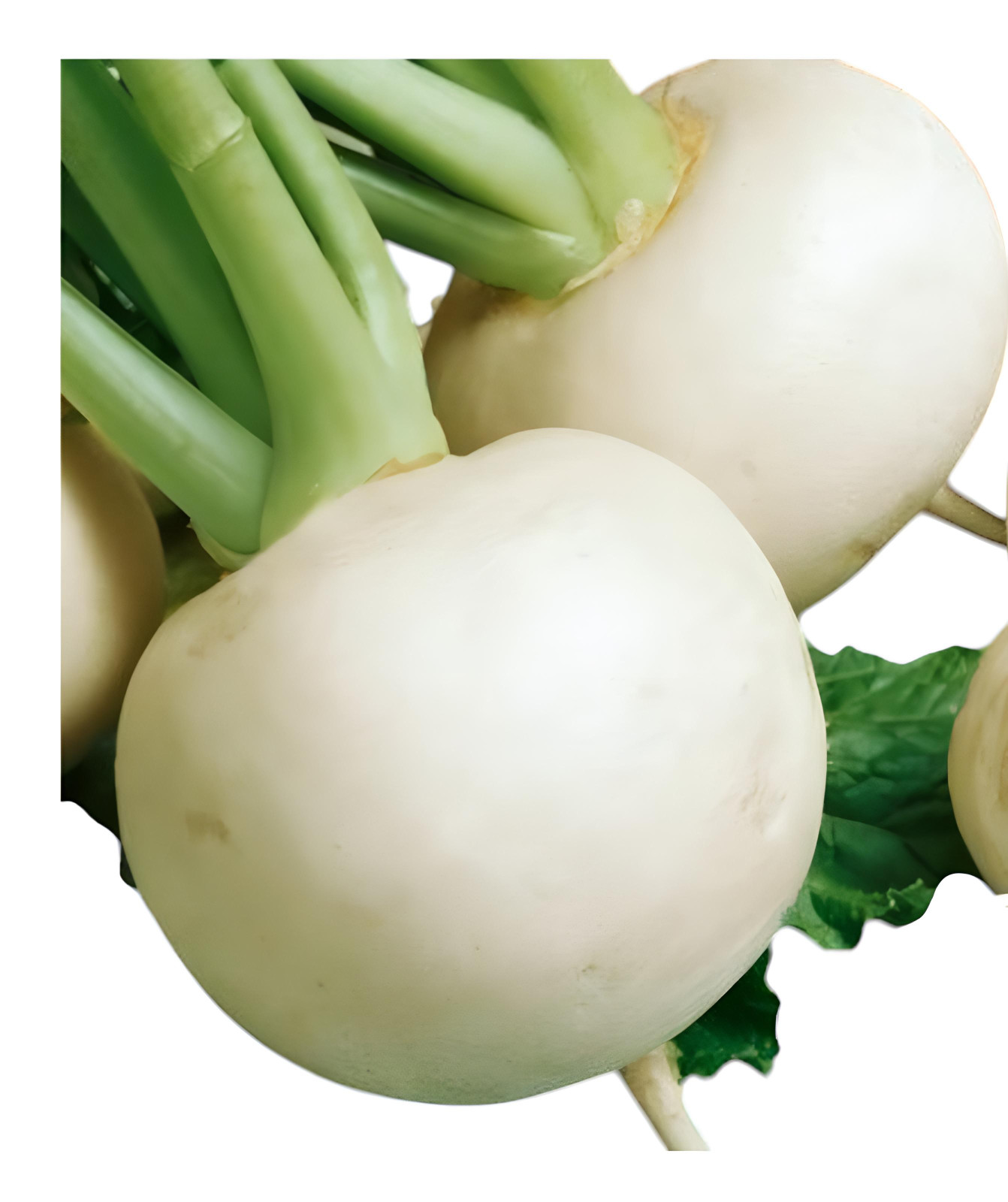 500 White egg Turnip Seeds - Non-GMO Heirloom Turnip Seeds gallery