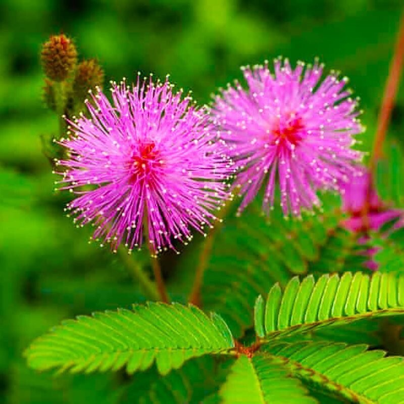 Sensitive Plant - Touch-me-not - Mimosa pudica - 100 seeds - Semillas