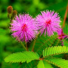 Sensitive Plant – Touch-me-not – Mimosa pudica – 100 seeds – Semillas