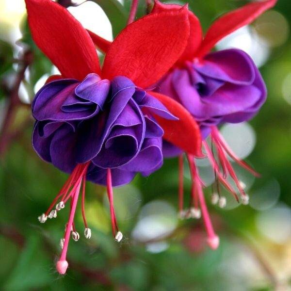 Fuchsia Plant Live | Hummingbird Plant | Mother's Day Gift gallery