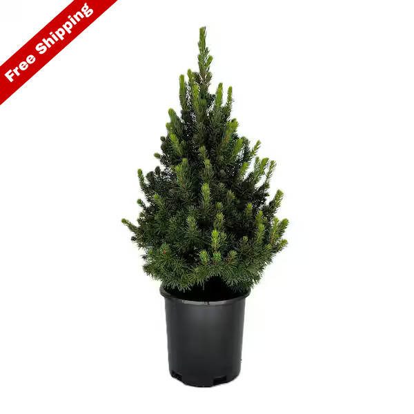Dwarf Alberta Spruce Live Evergreen Tree 2.5 Qt Cold Hardy Outdoor Plant Shrub gallery