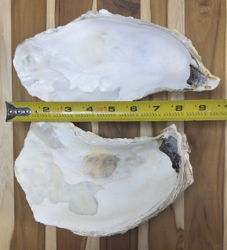 6 Oyster Shells Cup Side 7-9” Bulk Clean No Smell Art Jewelry Dish gallery