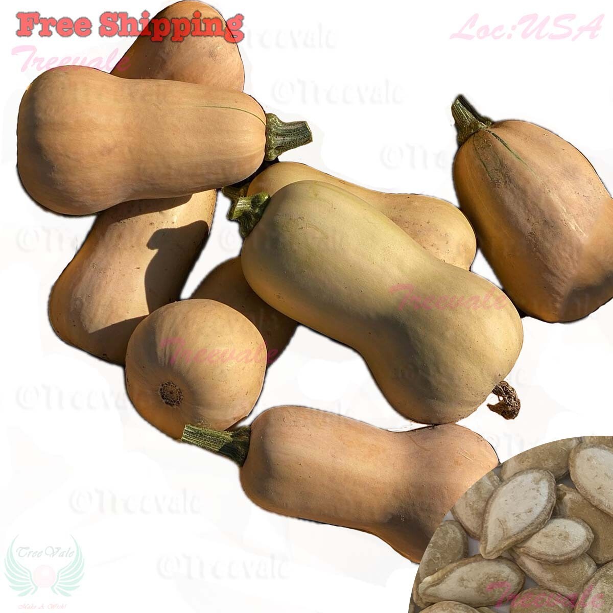 Waltham Butternut Winter Squash Seeds | Vegetable Seeds gallery