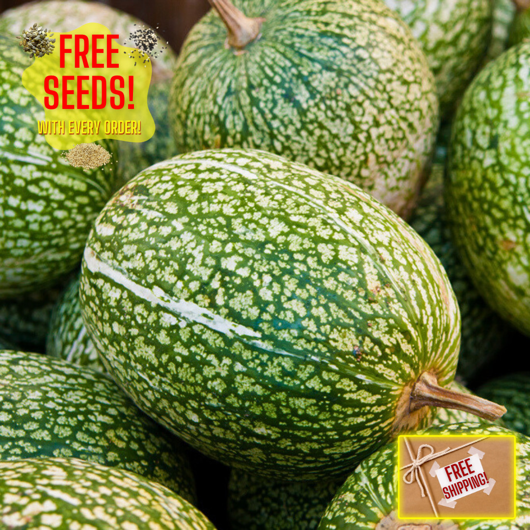 Shark Fin Squash Seeds | Gom Bo | Winter | Heirloom Non-GMO | Asian Vegetables gallery