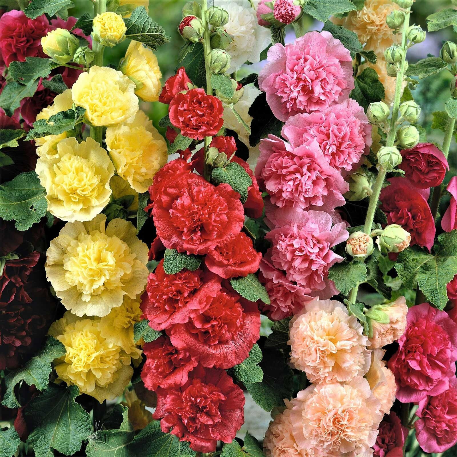 Hollyhock CHATER'S DOUBLE Mix Peony Flowered Blooms Biennial Non-GMO 100 Seeds! gallery