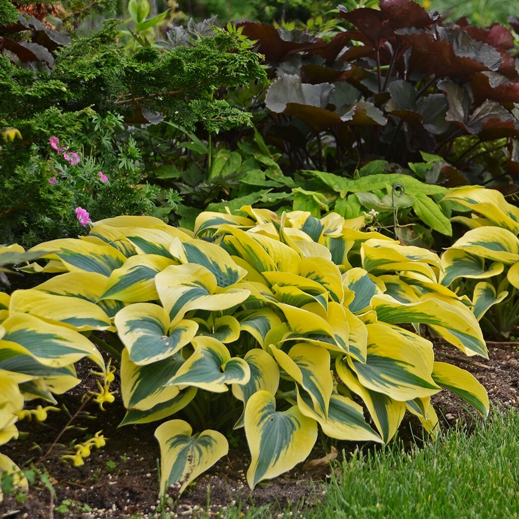 Hosta Shadowlands "Autumn Frost" Proven Winners Rooted 5.25" Pot Perennial Shade gallery