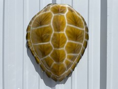 17″ Hawksbill Turtle Shell Half Mount Replica – Quick production