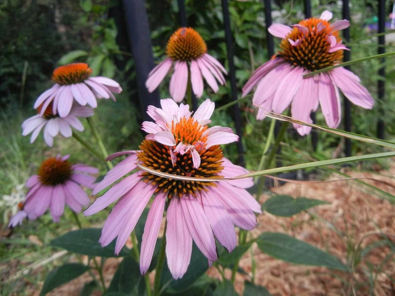 Echinacea purpurea Doubledecker| Doppelganger| 10_Seeds gallery