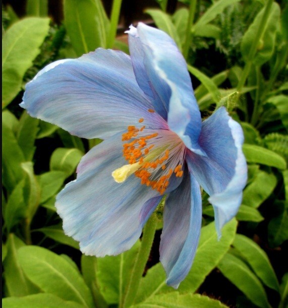 10,000 Heirloom Imported Himalayan Tibetan Blue Poppy Seeds For Planting Non-GMO gallery