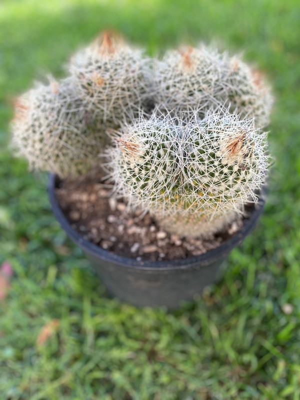 Beautiful & huge 3 double head cluster Mammillaria Karwinskiana Nejapensis # 53A gallery