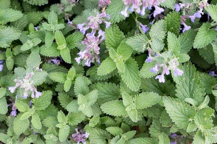 200+ CATNIP SEEDS - PERENNIAL - BUG REPELLING - NON GMO - HEIRLOOM - HERB gallery