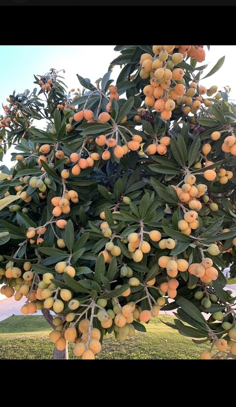 2 LOQUAT FRUIT TREE 6 Months Old Tree -NO POT- 4”+ FREE SHIPPING Ready To Plant gallery