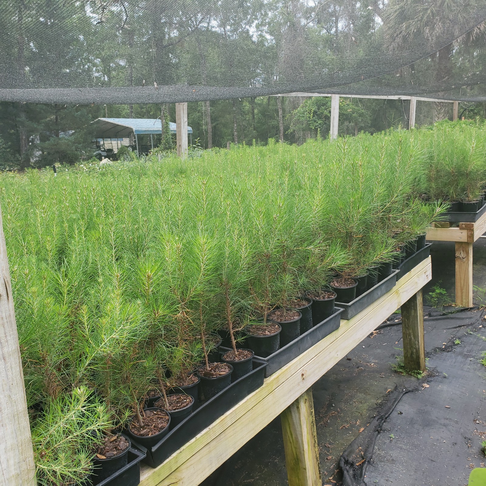 Loblolly Pine Tree, Live Plant, 5" Pot (not bare root) gallery
