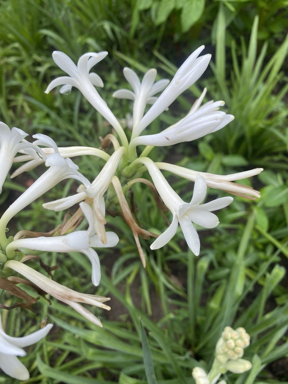 Tuberose Rojnigondha Mexican Tuberose 5- Plants Similar to Pictures gallery