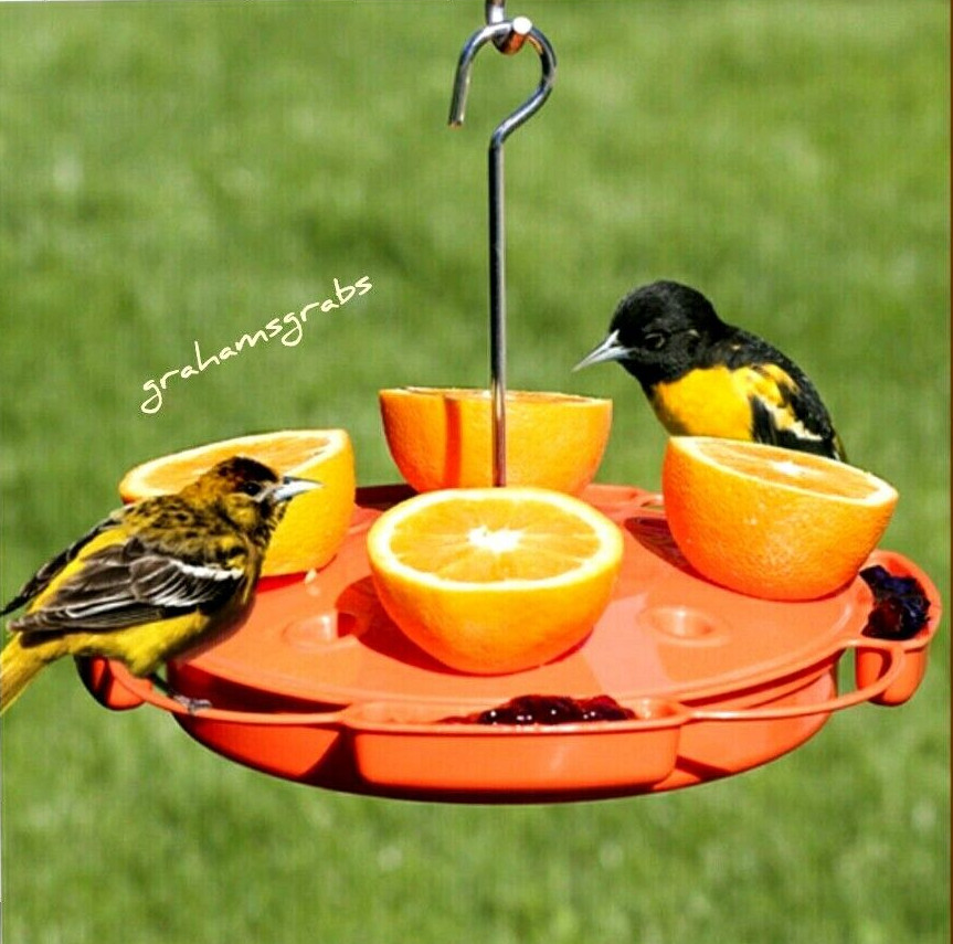 ULTIMATE ORIOLE FEEDER SE905 FEED NECTAR, JELLY & ORANGE HALVES AT SAME TIME!