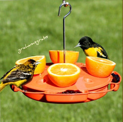 ULTIMATE ORIOLE FEEDER SE905 FEED NECTAR, JELLY & ORANGE HALVES AT SAME TIME!