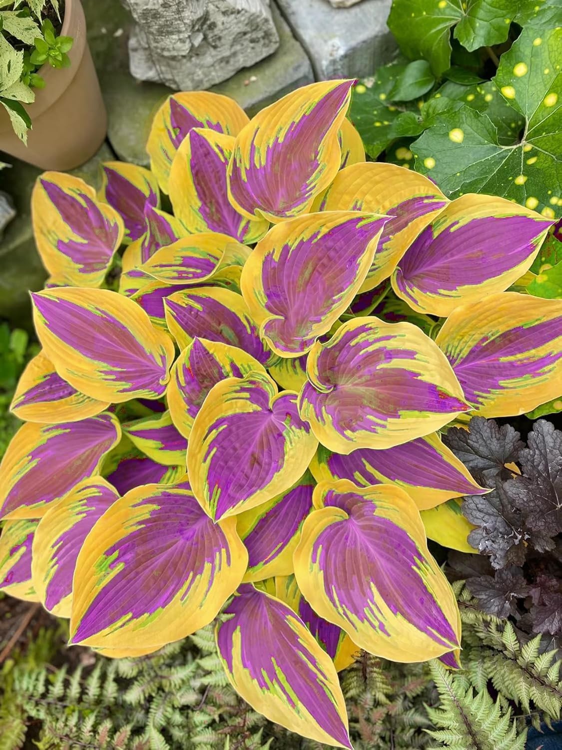 311+ Mixed Hosta Seeds for Planting – Perennial Shade Plants with Mix gallery