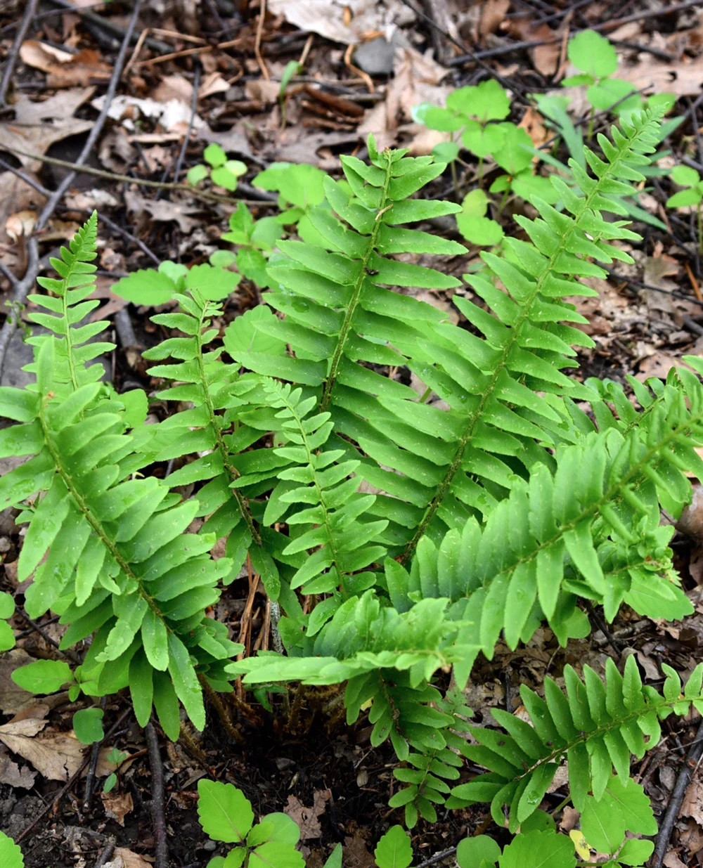 Christmas Fern - 3 root divisions gallery
