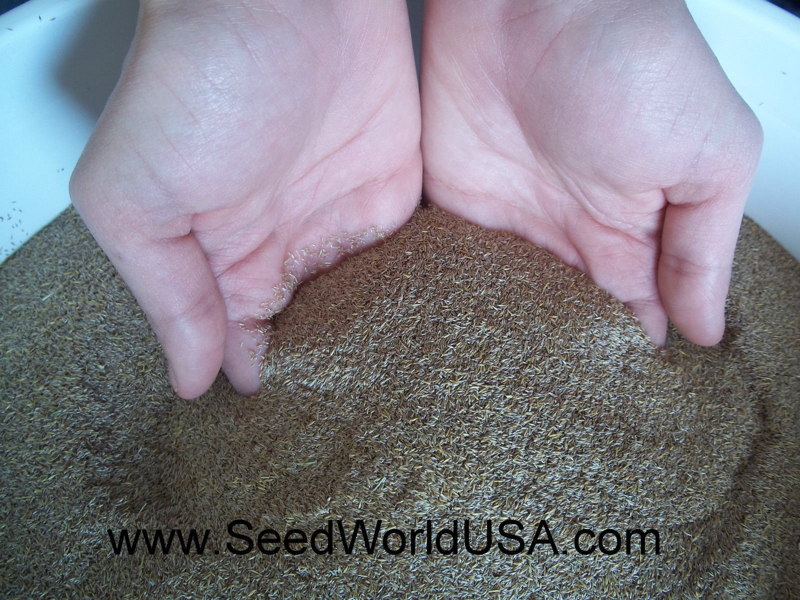 Penncross Creeping Bentgrass Seeds - 2 Lbs. (Certified) gallery