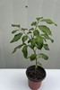 Longan Tree Dimocarpus Dragon Eye 10” With Pot Tropical Fruit Live Plant gallery