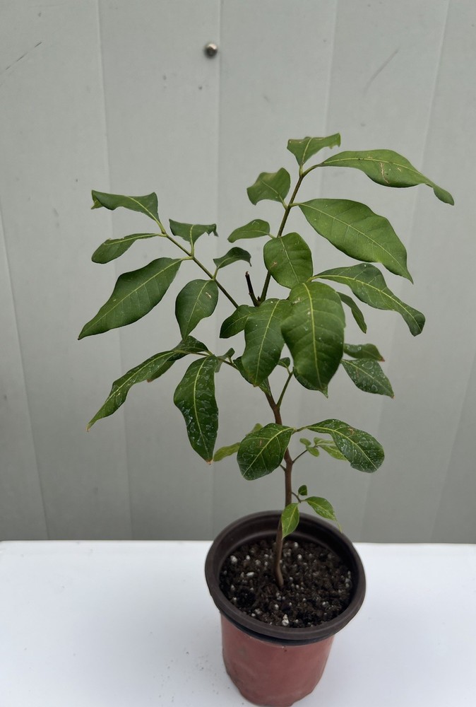 Longan Tree Dimocarpus Dragon Eye 10” With Pot Tropical Fruit Live Plant