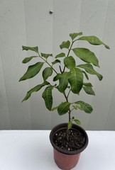 Longan Tree Dimocarpus Dragon Eye 10” With Pot Tropical Fruit Live Plant