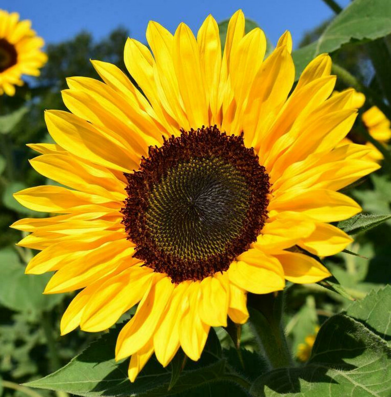 BULK Sunflower Seeds For Planting | Large Black Oil Mammoth Sun Flower Seed 2023 gallery