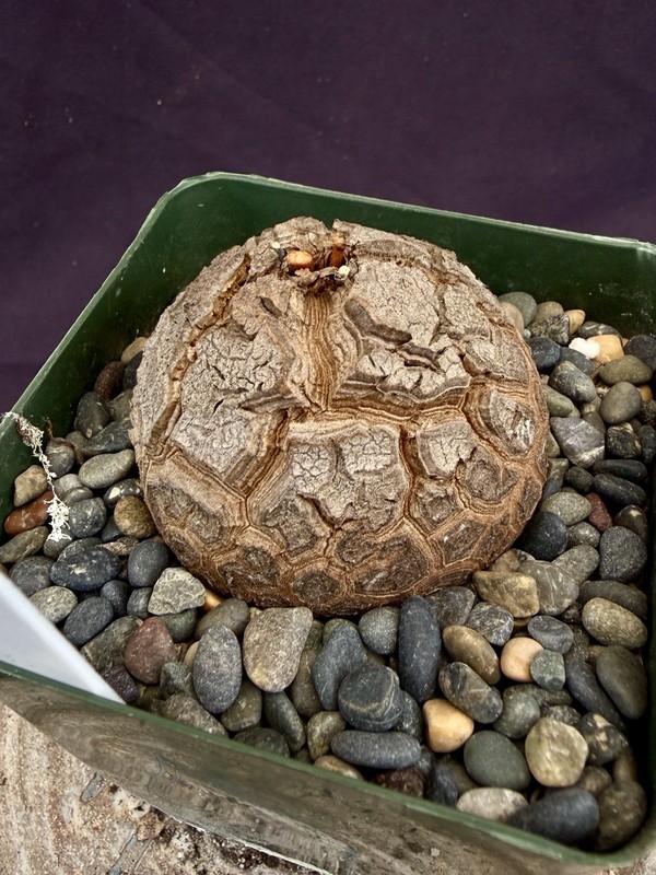 Dioscorea elephantipes-Fresh Seedlings! Gorgeous Caudiciform, Choose Your Fav! gallery
