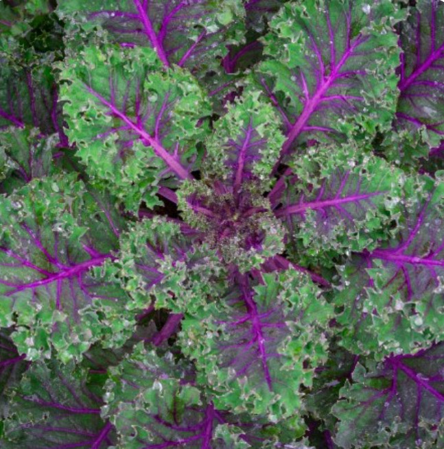 Kale RED RUSSIAN Tender, Mild Leaves Heirloom Healthy Foods KalNon-GMO 500 Seeds gallery