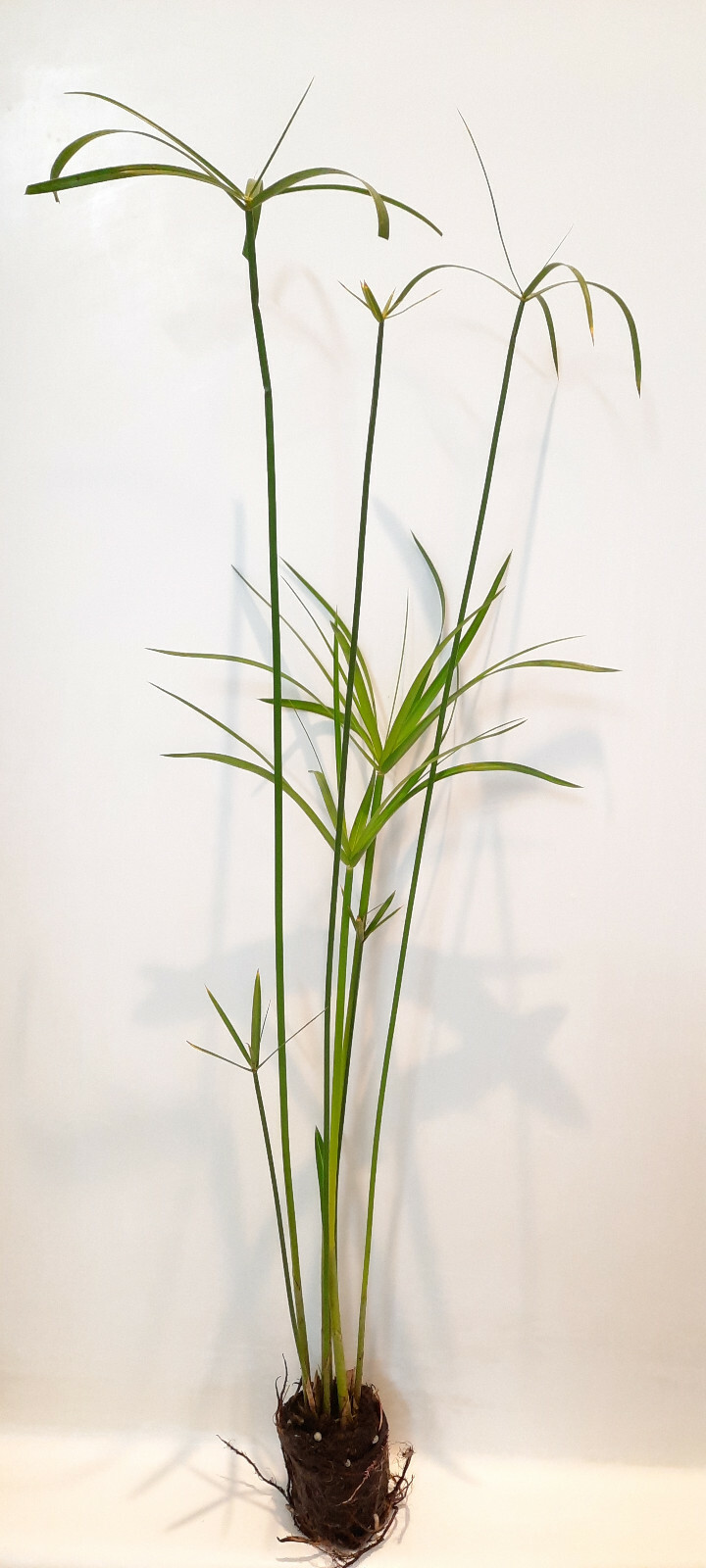 Live Umbrella Palm Tropical Marginal Pond Plant gallery