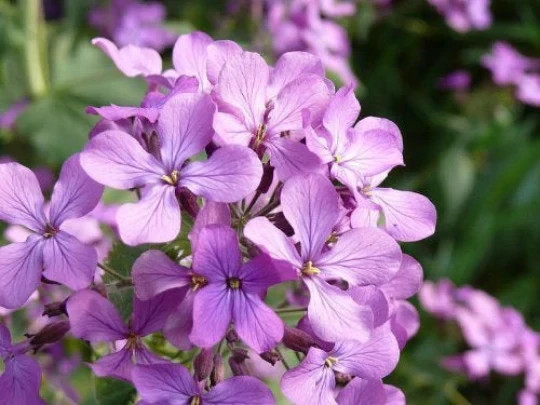 Evening Scented Stock (Matthiola bicornis). 500 Seeds. Free Shipping! gallery