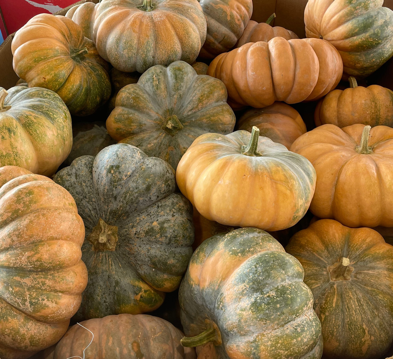 Fairy Tale Pumpkin Seeds, Musque de Provence, NON-GMO, Heirloom, FREE SHIPPING gallery