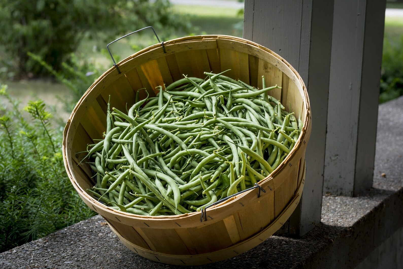 25 Heirloom Jade II Vegetable Bean Seeds! gallery
